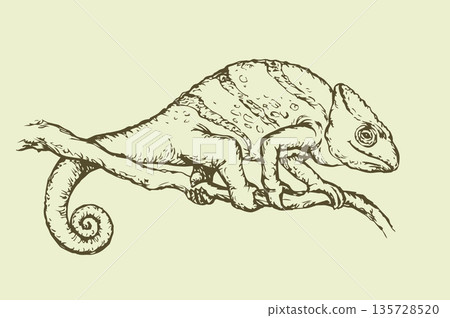 Chameleon. Vector drawing Chameleon. Vector drawing 135728520