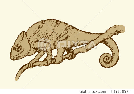 Chameleon. Vector drawing Chameleon. Vector drawing 135728521