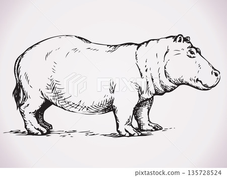 Big hippopotamus. Vector drawing 135728524