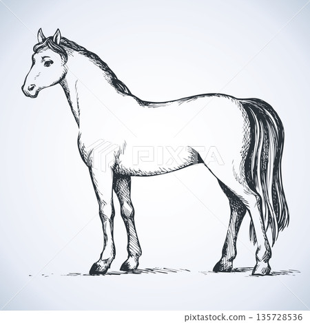 Elegant white horse. Vector drawing Elegant white horse. Vector drawing 135728536
