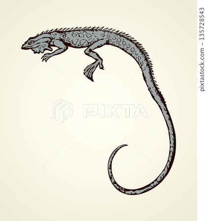 Iguana. Vector drawing 135728543