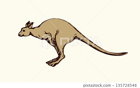 Kangaroo. Vector drawing 135728548