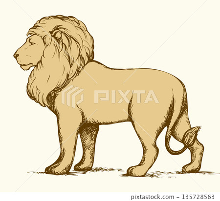 Lion. Vector drawing Lion. Vector drawing 135728563