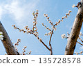 Spring flowering of apricot tree. Background for a festive wedding card and wedding invitation. 135728578