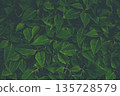 Beautiful green leaf pattern. Natural background. 135728579