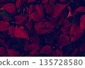 Beautiful red leaf pattern. Natural background. 135728580
