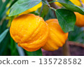 Ripe orange tangerines on a branch. 135728582