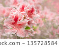 Blooming pink rhododendron (azalea), close-up, selective focus, copy space. 135728584