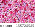 dense background of Red peonies 135728585