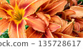 Closeup of orange tiger lilly flowers bloom. Top view Texture background. High quality photo 135728617