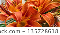 Closeup of orange tiger lilly flowers bloom. Top view Texture background. High quality photo 135728618