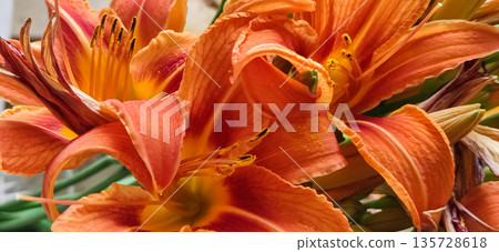 Closeup of orange tiger lilly flowers bloom. Top view Texture background. High quality photo Closeup of orange tiger lilly flowers bloom. Top view Texture background. High quality photo 135728618