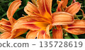 Closeup of orange tiger lilly flowers bloom. Top view Texture background. High quality photo 135728619