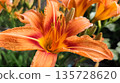 Closeup of orange tiger lilly flowers bloom. Top view Texture background. High quality photo 135728620