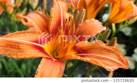 Closeup of orange tiger lilly flowers bloom. Top view Texture background. High quality photo 135728620