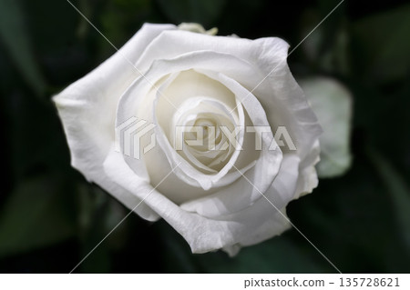 Beautiful wedding white rose on dark background. 135728621