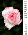 Beautiful wedding pink rose on dark background. 135728622