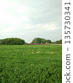 a field with a barn in the background 135730341