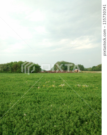 a field with a barn in the background 135730341