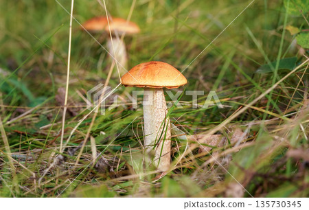 Two small Red-capped scaber stalk bolete (Leccinum aurantiacum) growing in forest, dry leaves and grass around. Two small Red-capped scaber stalk bolete (Leccinum aurantiacum) growing in forest, dry leaves and grass around. 135730345