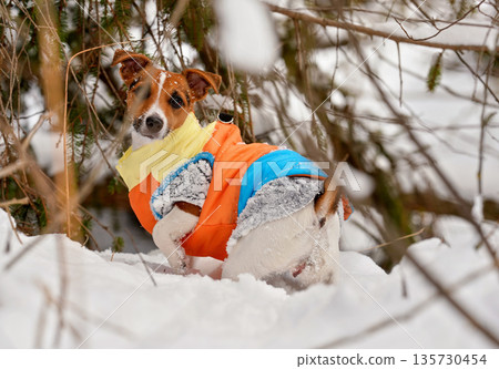 Small Jack Russell terrier wading through deep snow covered field, tree branches around her, wearing layers of warm clothing in winter  bright orange jacket on top 135730454