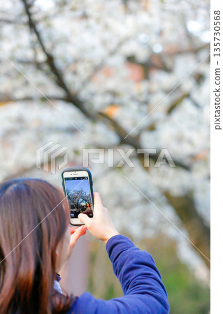 一位女士用智慧型手機拍攝櫻花的背影_豎圖 135730568