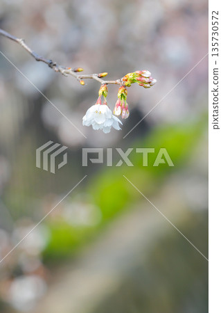 Single flower and bud | Green and cherry blossom background blur | Vertical 135730572