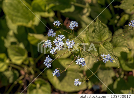 Siberian bugloss, or Brunnera macrophylla, or Jack Frost with a large, heart-shaped silver leaves edged and veined with green flowering with lots of small, bright blue flowers in spring. Siberian bugloss, or Brunnera macrophylla, or Jack Frost with a large, heart-shaped silver leaves edged and veined with green flowering with lots of small, bright blue flowers in spring. 135730917