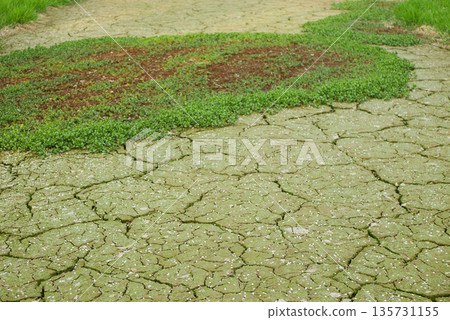 Drought pond cracked in village mud lake drying up and without water. Desiccation dried up soil mud crust and wild fire risk. Dry degradation due to climate change, ocean temperatures, changes in the Drought pond cracked in village mud lake drying up and without water. Desiccation dried up soil mud crust and wild fire risk. Dry degradation due to climate change, ocean temperatures, changes in the 135731155