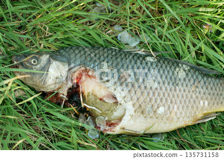Leftover grass carp fish white Amur Ctenopharyngodon idella, lying in the grass after eurasian Lutra lutra otter predator eat the small portion, focused picture. Ecosystem nature life food cycle 135731158