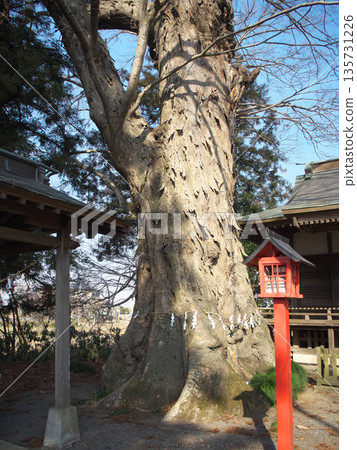 栃木縣北中八幡神社新年參拜神樹 135731226