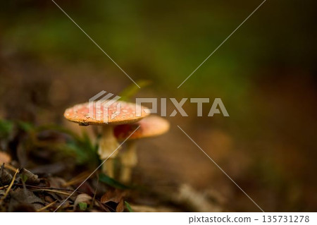 Photograph showcasing detailed features of red Amanita mushroom caps Photograph showcasing detailed features of red Amanita mushroom caps 135731278