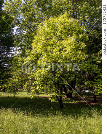 Sweet chestnut or Castanea sativa in early spring, concept of new life. 135731421