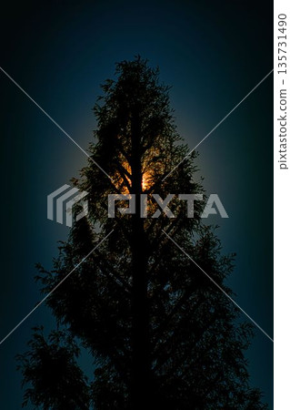 Metasequoia tree stretching into the blue sky 135731490
