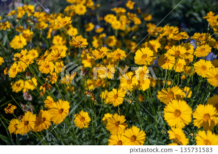 Bright yellow Coreopsis flowers with jagged petals and warm orange centers glow against green foliage, creating a lively, sunlit display of natural seasonal beauty in a garden or meadow. Bright yellow Coreopsis flowers with jagged petals and warm orange centers glow against green foliage, creating a lively, sunlit display of natural seasonal beauty in a garden or meadow. 135731583