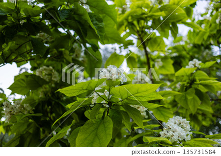Broad green leaves with strong veins surround clusters of small white blossoms, forming a lush, sunlit canopy that highlights fresh seasonal growth and delicate botanical detail. Broad green leaves with strong veins surround clusters of small white blossoms, forming a lush, sunlit canopy that highlights fresh seasonal growth and delicate botanical detail. 135731584