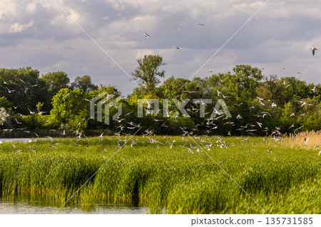 Large flock of birds soars above tall reeds and flowing water, backed by lush forest and warm sky capturing dynamic wetland life, seasonal movement, and rich biodiversity in a tranquil setting. Large flock of birds soars above tall reeds and flowing water, backed by lush forest and warm sky capturing dynamic wetland life, seasonal movement, and rich biodiversity in a tranquil setting. 135731585
