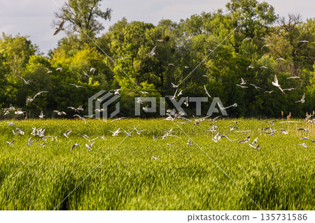 Large flock of birds soars above tall reeds and flowing water, backed by lush forest and warm sky capturing dynamic wetland life, seasonal movement, and rich biodiversity in a tranquil setting. 135731586