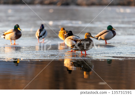 Mallards stand in a line on frozen lake, their reflections glowing in warm light. Green heads and brown plumage contrast against icy stillness, capturing winter behavior and quiet symmetry. Mallards stand in a line on frozen lake, their reflections glowing in warm light. Green heads and brown plumage contrast against icy stillness, capturing winter behavior and quiet symmetry. 135731591