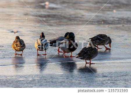 Mallards stand in a line on frozen lake, their reflections glowing in warm light. Green heads and brown plumage contrast against icy stillness, capturing winter behavior and quiet symmetry. Mallards stand in a line on frozen lake, their reflections glowing in warm light. Green heads and brown plumage contrast against icy stillness, capturing winter behavior and quiet symmetry. 135731593