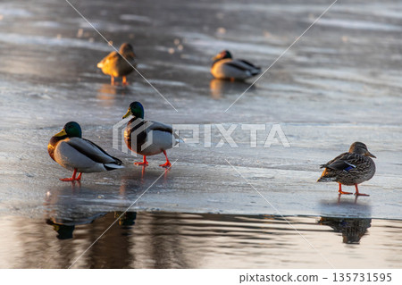 Seven mallards green headed males and mottled brown females stand on frozen pond, softly lit by low sun. Reflections shimmer on ice, capturing quiet winter adaptation and group stillness. 135731595