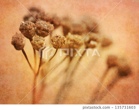 A moody dried seed heads, likely tansy, Tanacetum vulgare, or a similar plant, processed with a vintage-style texture overlay. The raw beauty of natural decay and the autumnal atmosphere. A moody dried seed heads, likely tansy, Tanacetum vulgare, or a similar plant, processed with a vintage-style texture overlay. The raw beauty of natural decay and the autumnal atmosphere. 135731603