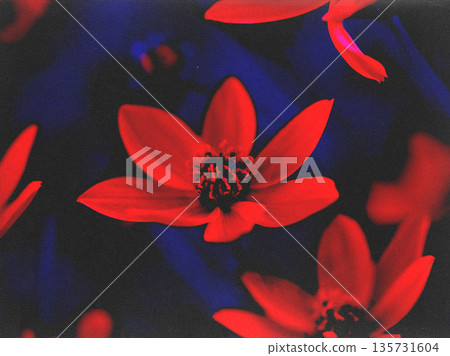 A high-contrast summer garden shot of red flowers on a deep blue black background, a striking, abstract aesthetic with a focus on the big flower buds. 135731604
