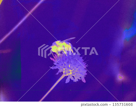 A visual metaphor for ecology and climate change. A bee collecting nectar is captured in false color infrared, environmental challenges global warming A visual metaphor for ecology and climate change. A bee collecting nectar is captured in false color infrared, environmental challenges global warming 135731608