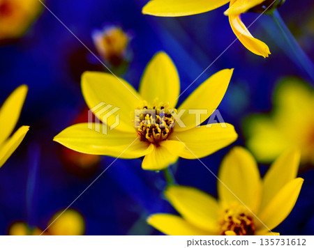 Bright yellow flower in full bloom on a deep purple blue background. Artistic floral composition. Concept of summer, vitality, nature beauty. Bright yellow flower in full bloom on a deep purple blue background. Artistic floral composition. Concept of summer, vitality, nature beauty. 135731612