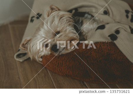 Cozy indoor scene with a small Yorkshire Terrier sleeping on a soft blanket on a wooden floor. Top view scene with a domestic dog resting at home. Cozy indoor scene with a small Yorkshire Terrier sleeping on a soft blanket on a wooden floor. Top view scene with a domestic dog resting at home. 135731621