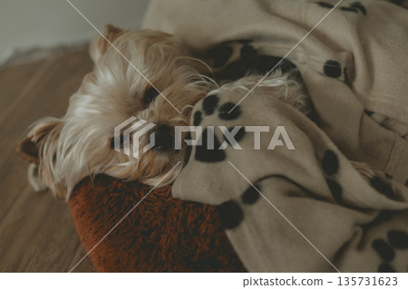 Cozy indoor scene with a small Yorkshire Terrier sleeping on a soft blanket on a wooden floor. Top view scene with a domestic dog resting at home. Cozy indoor scene with a small Yorkshire Terrier sleeping on a soft blanket on a wooden floor. Top view scene with a domestic dog resting at home. 135731623