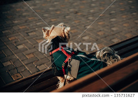 A small Yorkshire terrier dog wearing a black brown outfit with a red harness is sitting on a wooden bench outdoors in the sun. The image highlights pet fashion and an everyday walk in a park setting. A small Yorkshire terrier dog wearing a black brown outfit with a red harness is sitting on a wooden bench outdoors in the sun. The image highlights pet fashion and an everyday walk in a park setting. 135731627