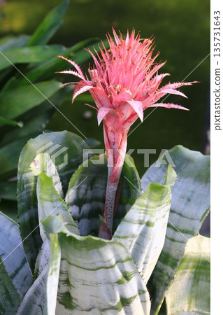 美麗的紅色花 美麗的紅色花 135731643