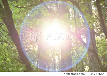 The sunlight shining into the early summer forest creates a large circular flare with the camera lens The sunlight shining into the early summer forest creates a large circular flare with the camera lens 135731664
